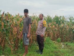 Bhabinkamtibmas Desa Mumbu Laksanakan Pengecekan Lahan Jagung Dukung Ketahanan Pangan