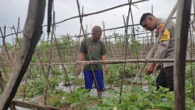 Strategi Polsek Labuapi Perkuat Stok Pangan di Lombok Barat