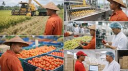 Strategi Proses Pengolahan Pertanian Modern Agar Untung Besar